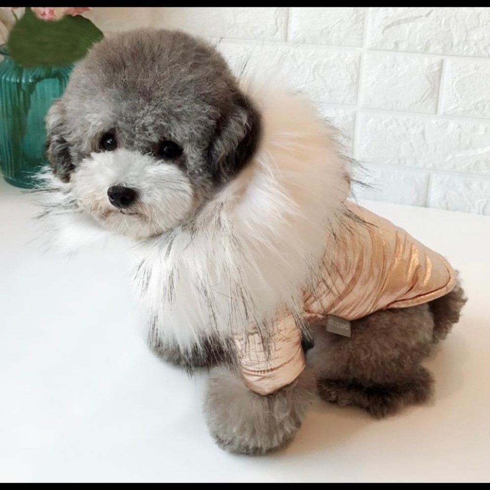 🐾 Fur Hood Metallic Jacket For Dogs 🐾